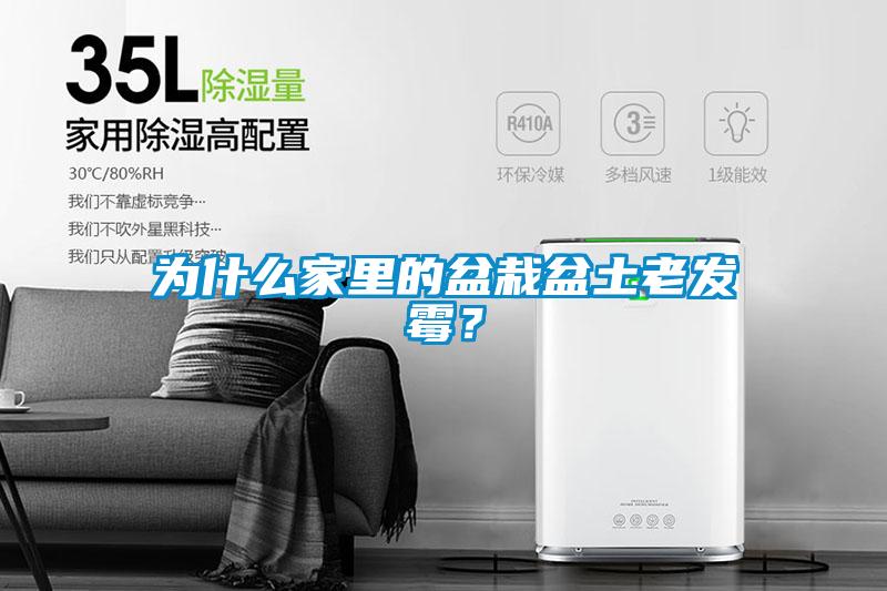 為什么家里的盆栽盆土老發霉？