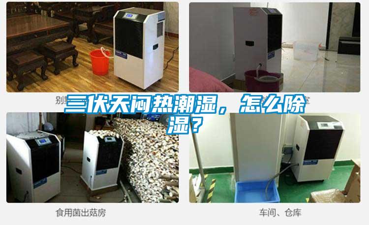 三伏天悶熱潮濕，怎么除濕？
