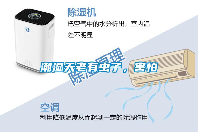 潮濕天老有蟲子，害怕