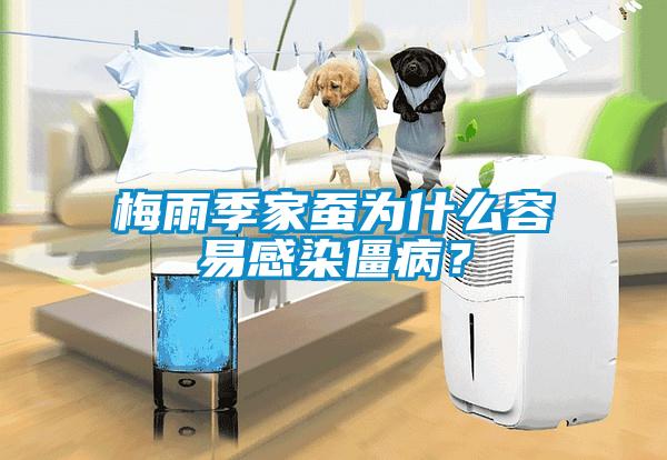 梅雨季家蠶為什么容易感染僵??？